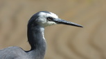 white faced grey heron